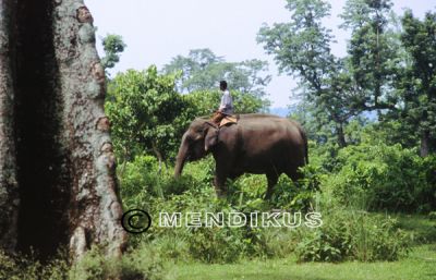 elefante_selva_3.jpg